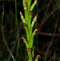 Prasophyllum sp. at Yerriyong, NSW - 10 Jan 2015