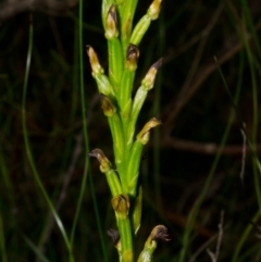 Prasophyllum sp. at Yerriyong, NSW - 10 Jan 2015