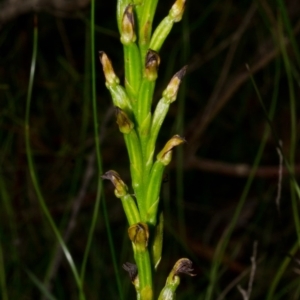 Prasophyllum sp. at Yerriyong, NSW - suppressed