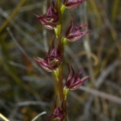 Prasophyllum sp. (A Leek Orchid) at Tianjara, NSW - 12 Oct 2011 by AlanS