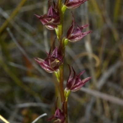 Prasophyllum sp. (A Leek Orchid) at Tianjara, NSW - 11 Oct 2011 by AlanS