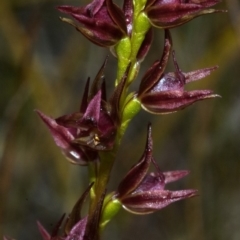 Prasophyllum sp. at Tianjara, NSW - suppressed