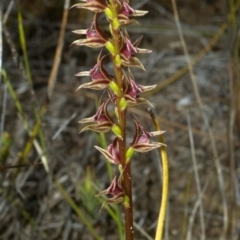 Prasophyllum sp. at Tianjara, NSW - suppressed