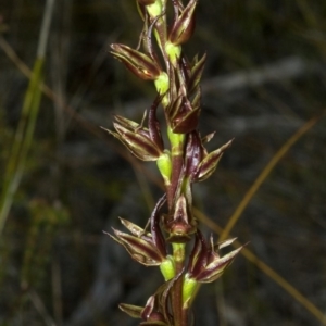 Prasophyllum sp. at Tianjara, NSW - suppressed