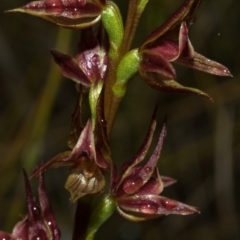 Prasophyllum sp. at Tianjara, NSW - suppressed