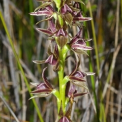 Prasophyllum sp. (A Leek Orchid) at Tianjara, NSW - 21 Sep 2013 by AlanS