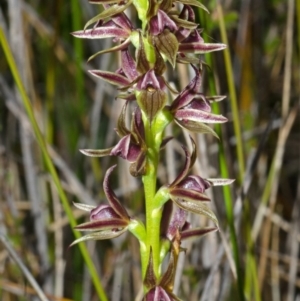 Prasophyllum sp. at Tianjara, NSW - suppressed