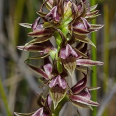 Prasophyllum sp. at Tianjara, NSW - suppressed