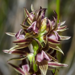 Prasophyllum sp. at Tianjara, NSW - 22 Sep 2013