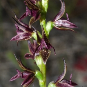 Prasophyllum sp. at Tianjara, NSW - suppressed