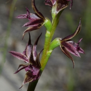 Prasophyllum sp. at Tianjara, NSW - suppressed