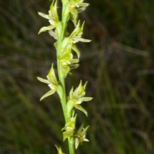 Prasophyllum sp. aff. spicatum at Vincentia, NSW - 16 Nov 2013