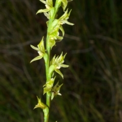 Prasophyllum sp. aff. spicatum at Vincentia, NSW - 16 Nov 2013