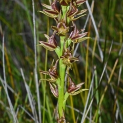 Prasophyllum sp. aff. spicatum at Kinghorne, NSW - 11 Nov 2014 by AlanS