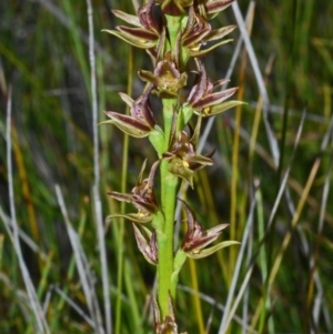 Prasophyllum sp. aff. spicatum at Kinghorne, NSW - suppressed