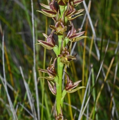 Prasophyllum sp. aff. spicatum at Kinghorne, NSW - 10 Nov 2014 by AlanS