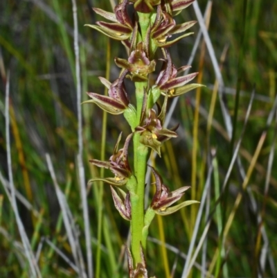 Prasophyllum sp. aff. spicatum at Kinghorne, NSW - 11 Nov 2014 by AlanS