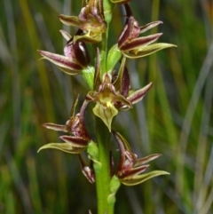 Prasophyllum sp. aff. spicatum at Kinghorne, NSW - 11 Nov 2014