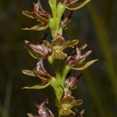 Prasophyllum sp. aff. spicatum at Kinghorne, NSW - suppressed