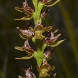 Prasophyllum sp. aff. spicatum at Kinghorne, NSW - 11 Nov 2014