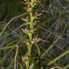 Prasophyllum sp. aff. spicatum at Kinghorne, NSW - suppressed