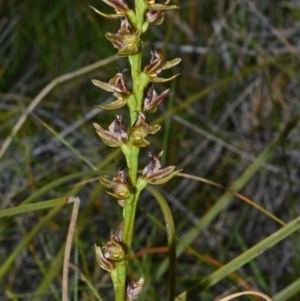 Prasophyllum sp. aff. spicatum at Kinghorne, NSW - 11 Nov 2014