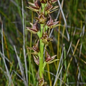 Prasophyllum sp. aff. spicatum at Kinghorne, NSW - suppressed