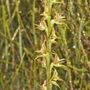 Prasophyllum sp. aff. spicatum at Vincentia, NSW - suppressed