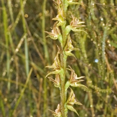 Prasophyllum sp. aff. spicatum at Vincentia, NSW - 17 Nov 2006 by AlanS