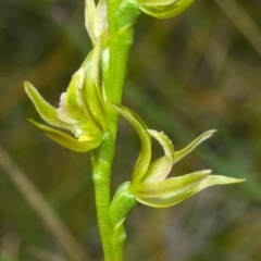 Prasophyllum sp. aff. spicatum at Vincentia, NSW - 31 Oct 2013 by AlanS