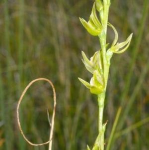 Prasophyllum sp. aff. spicatum at Vincentia, NSW - suppressed