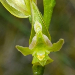 Prasophyllum sp. aff. spicatum at Vincentia, NSW - suppressed