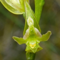 Prasophyllum sp. aff. spicatum at Vincentia, NSW - 1 Nov 2013