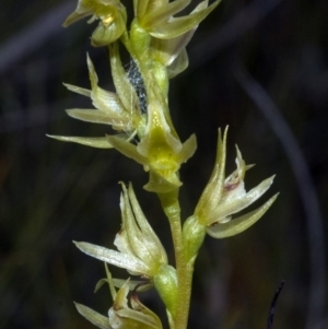 Prasophyllum sp. aff. spicatum at Vincentia, NSW - suppressed