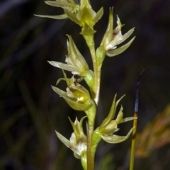 Prasophyllum sp. aff. spicatum at Vincentia, NSW - suppressed