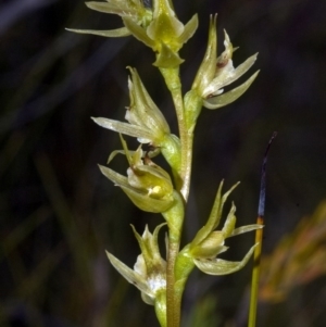 Prasophyllum sp. aff. spicatum at Vincentia, NSW - suppressed