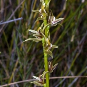 Prasophyllum sp. aff. spicatum at Vincentia, NSW - 7 Nov 2011