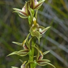 Prasophyllum sp. aff. spicatum at Vincentia, NSW - suppressed