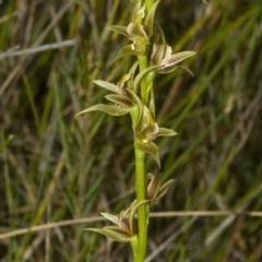 Prasophyllum sp. aff. spicatum at Vincentia, NSW - suppressed