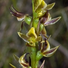 Prasophyllum sp. (A Leek Orchid) at Kinghorne, NSW - 11 Nov 2009 by AlanS
