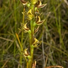Prasophyllum sp. at Kinghorne, NSW - suppressed