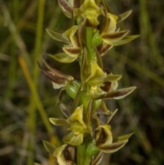 Prasophyllum sp. at Kinghorne, NSW - suppressed