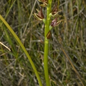Prasophyllum sp. at Kinghorne, NSW - suppressed