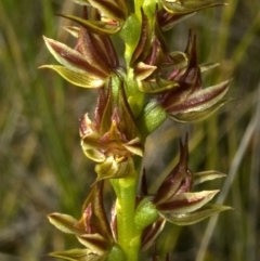 Prasophyllum sp. at Kinghorne, NSW - suppressed
