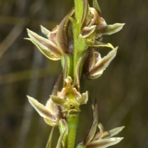 Prasophyllum sp. at Callala Bay, NSW - suppressed