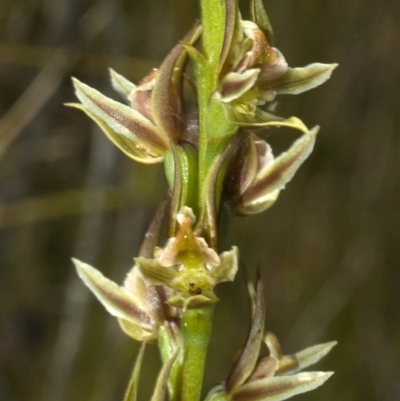 Prasophyllum sp. (A Leek Orchid) at Callala Bay, NSW - 11 Nov 2009 by AlanS