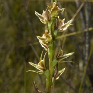 Prasophyllum sp. at Callala Bay, NSW - suppressed