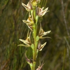 Prasophyllum sp. at Callala Bay, NSW - suppressed