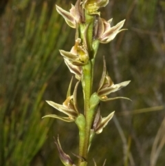 Prasophyllum sp. at Callala Bay, NSW - suppressed