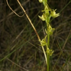 Prasophyllum sp. (A Leek Orchid) at Vincentia, NSW - 12 Nov 2009 by AlanS